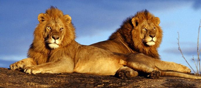 Pilanesberg Game Reserve Lions