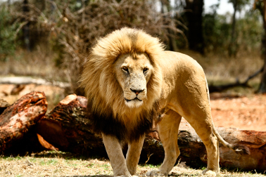 Johannesburg Lion