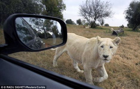 Lion Park Johannesburg